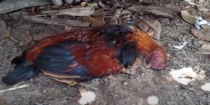 cac dau hieu cua benh