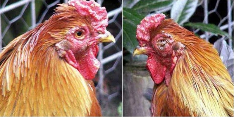 Cách phát hiện và chữa bệnh đậu gà chọi nhanh chóng nhất 2 huong dan cach thuc chua benh dau ga choi