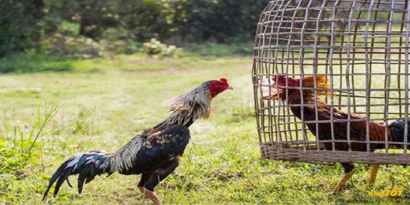 Giống Gà Chọi Thái Lan Có Nên Dùng Để Chơi Hay Không 2 ly do nen ca cuoc ga choi