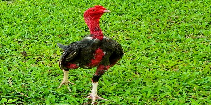 Giống gà chọi thuần chủng - Đặc điểm nhận diện chi tiết 1 mot vai dac diem nhan dang de thay