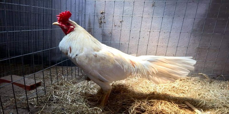 Giống Gà Chọi Thái Lan Có Nên Dùng Để Chơi Hay Không 3 nguon goc cua giong ga choi thai lan
