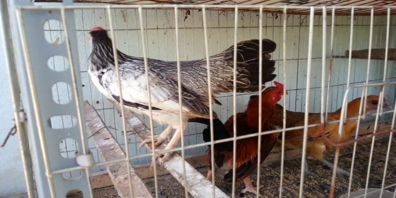 Kỹ thuật nuôi gà nhốt chuồng: Gà phát triển và tăng hiệu quả kinh tế 1 cach lam chuong nuoi ga