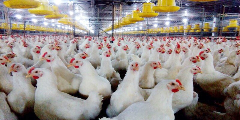 Kỹ thuật nuôi gà nhốt chuồng: Gà phát triển và tăng hiệu quả kinh tế 2 dieu luu y khi ap dung ky thuat nuoi ga nhot chuong
