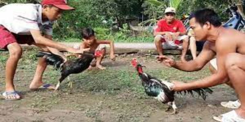 Đá gà tre cựa sắt miền Tây những kinh nghiệm khi chơi 2 gioi thieu ve da ga tre cua sat mien tay la gi