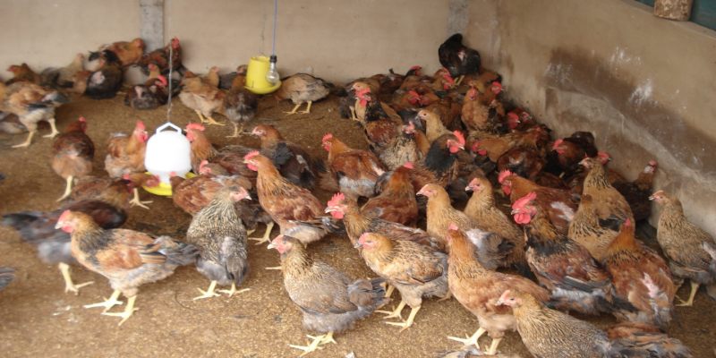 Kỹ thuật nuôi gà nhốt chuồng: Gà phát triển và tăng hiệu quả kinh tế 3 ky thuat nuoi ga nhot chuong co uu diem the nao
