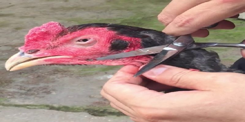 Chăm sóc gà chọi đầy đủ và chi tiết nhất cho sư kê 1 nen cat tia long khi cham soc ga choi