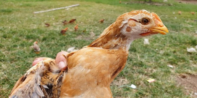 Cách trị gà bị sổ mũi hiệu quả nhất từ chuyên gia thú y 2 nguyen nhan khien ga bi benh
