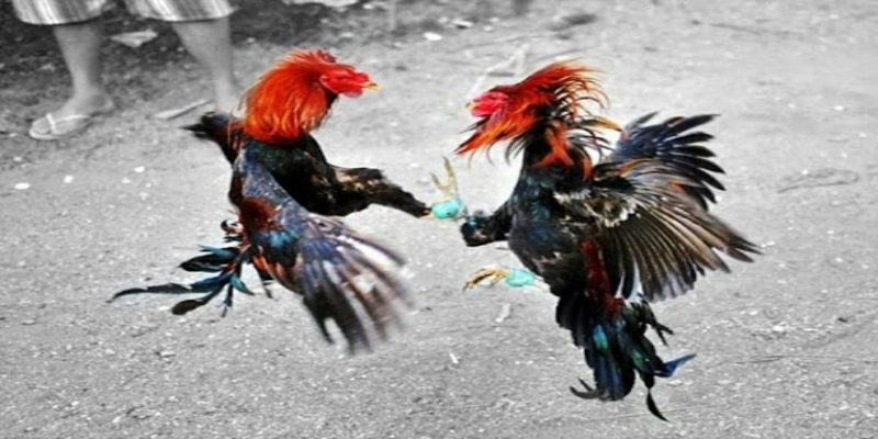 Đá gà tre cựa sắt miền Tây những kinh nghiệm khi chơi 3 nhung dia chi xem da ga tre cua sat mien tay uy tin