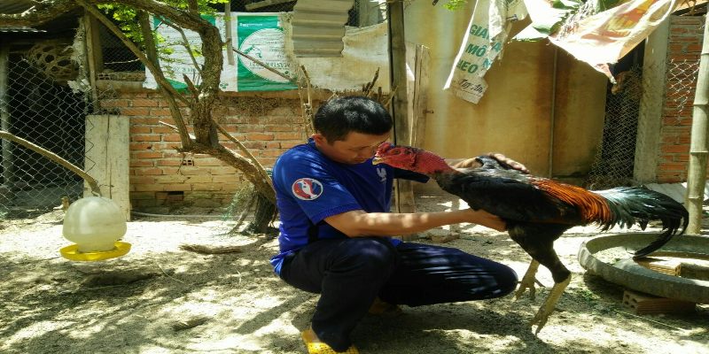 Chăm sóc gà chọi đầy đủ và chi tiết nhất cho sư kê 2 su ke nen tim hieu ve che do dinh duong