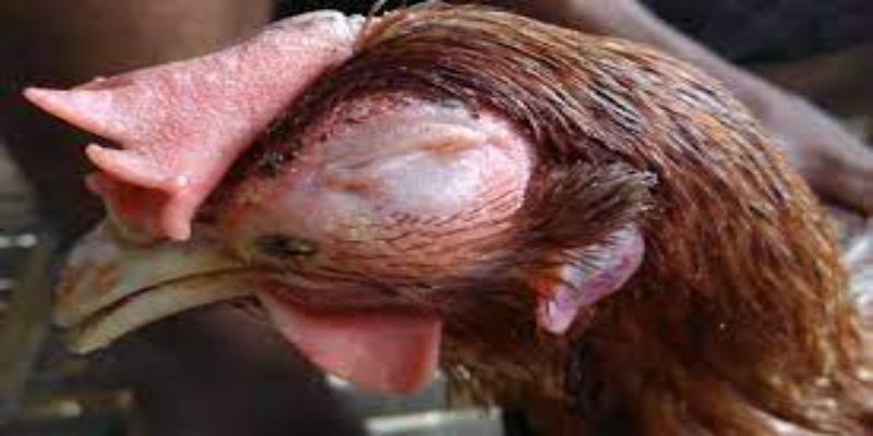 Cách trị gà bị sổ mũi hiệu quả nhất từ chuyên gia thú y 3 tong quan benh ga bi chay nuoc mui