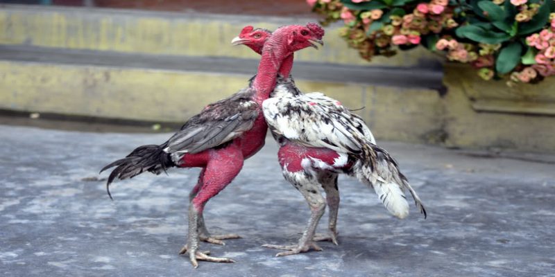Gà chọi hay nhất Việt Nam – Tiêu chí chọn gà hay 3 mot so ga choi hay nhat viet nam
