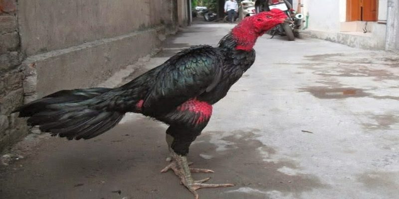 Gà chọi hay nhất Việt Nam – Tiêu chí chọn gà hay 1 tieu chi khi chon ga choi hay nhat viet nam