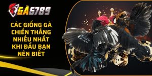 cac giong ga chien thang