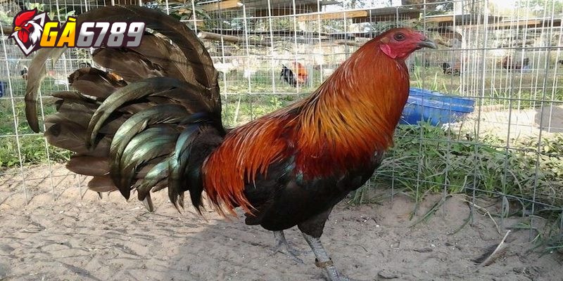 Các giống gà chiến thắng nhiều nhất khi đấu bạn nên biết 2 Gà Bình Định nổi tiếng với sức bền đáng kinh ngạc và lối đánh tấn công rất mạnh