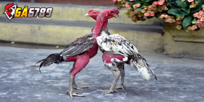 Cách nhận biết gà chọi mạnh khi cá cược và các lưu ý 3 Gà có tính cách kiên cường và chịu đòn tốt luôn là lựa chọn lý tưởng