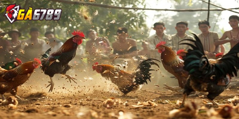 Đá gà Campuchia – Cách đặt cược và mẹo chơi cực hay 2 Cách tham gia trò chơi đá gà Campuchia tại nhà cái GA6789