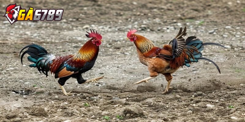 Đá gà cựa sắt – Hướng dẫn và chiến thuật chơi luôn thắng 1 Đá gà cựa sắt đã trở thành điểm đến lý tưởng cho những người đam mê cá cược