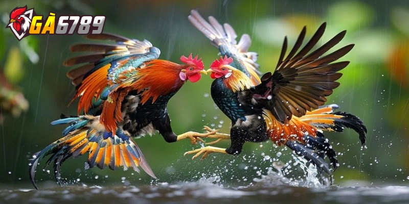 Đá gà cựa sắt – Hướng dẫn và chiến thuật chơi luôn thắng 2 Hướng dẫn đặt cược đá gà cựa sắt cực nhanh