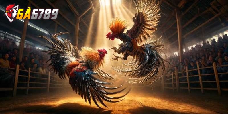 Hướng dẫn kê thủ tham gia cá cược đá gà online chi tiết 2 Kê thủ lựa chọn trận đấu và tham gia đặt cược dự đoán kết quả