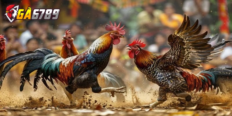 Hướng dẫn kê thủ tham gia cá cược đá gà online chi tiết 3 Wala là cửa cược đại diện cho chiến kê của người chơi