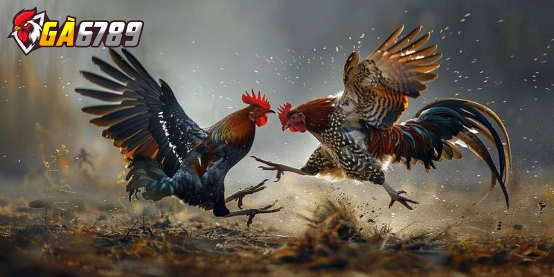 Đá gà Thomo là gì? Hướng dẫn chi tiết cách cược cho gamer 3 Hướng dẫn tham gia cá cược đá gà Thomo tại GA6789