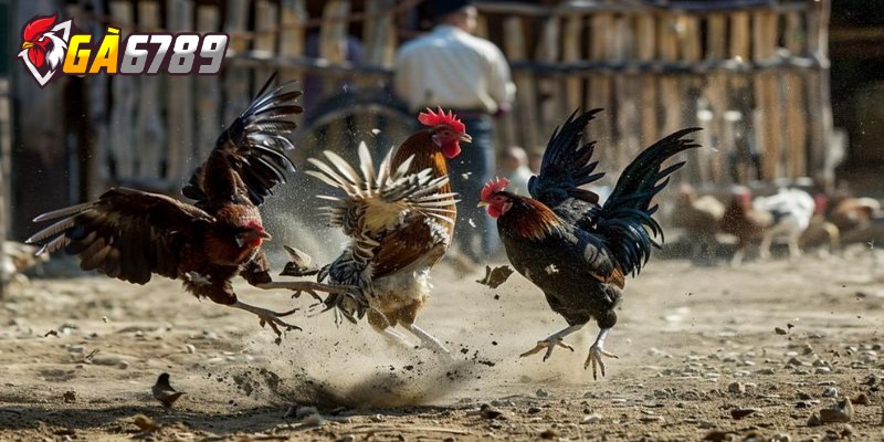 Đá gà Thomo là gì? Hướng dẫn chi tiết cách cược cho gamer 2 Luật chơi cá cược đá gà Thomo Online mới nhất