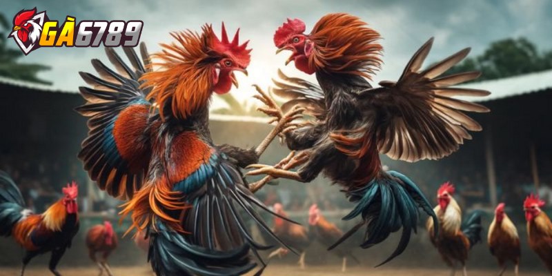 Đá gà Thomo là gì? Hướng dẫn chi tiết cách cược cho gamer 1 Đá gà Thomo là một trò chơi cá cược trực tuyến xuất hiện từ rất sớm
