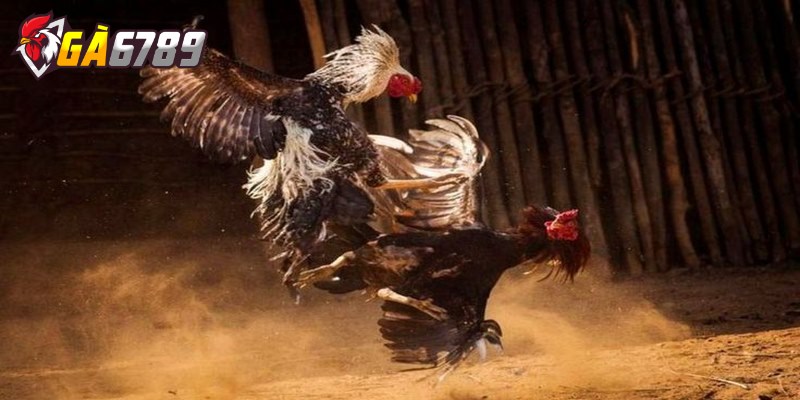 Cách xem đá gà trực tiếp trên nhà cái theo dõi từng trận đấu 2 Anh em đăng ký tài khoản hợp lệ tại nhà cái để theo dõi từng trận đá gà