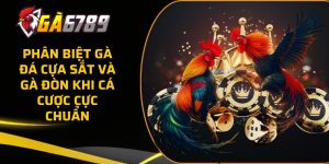 ga da cua sat va ga don