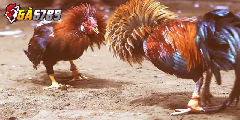 Phân biệt gà đá cựa sắt và gà đòn khi cá cược cực chuẩn 3 Cách anh em lựa chọn loại gà phù hợp khi cá cược