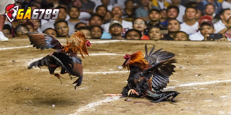 Bí quyết chọn kèo đá gà chuẩn xác cho tân thủ mới chơi 3 Bí quyết chọn kèo đá gà trực tiếp tăng cơ hội chiến thắng