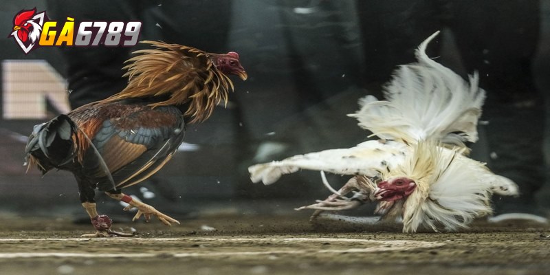 Bí quyết chọn kèo đá gà chuẩn xác cho tân thủ mới chơi 2 Tổng hợp các loại kèo cá cược đá gà trực tiếp phổ biến