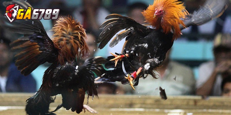 Kinh nghiệm bắt kèo đá gà trực tuyến an toàn, thắng lớn 3 Một số lưu ý cần nắm trong kinh nghiệm bắt kèo đá gà trực tuyến