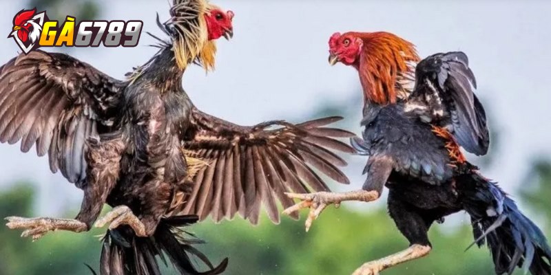 Kinh nghiệm bắt kèo đá gà trực tuyến an toàn, thắng lớn 1 Bắt kèo đá gà trực tuyến là việc tham gia cá cược vào các trận đấu đang diễn ra