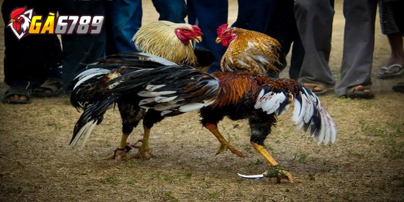 Tìm hiểu về luật chơi đá gà tại nhà cái ai cũng nên biết 3 Đá gà GA6789 – địa chỉ đá gà trực tuyến chuẩn quốc tế