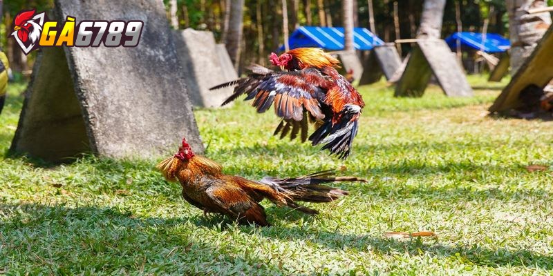 Tìm hiểu về luật chơi đá gà tại nhà cái ai cũng nên biết 2 Quy định trong đá gà trực tuyến anh em mới nên biết