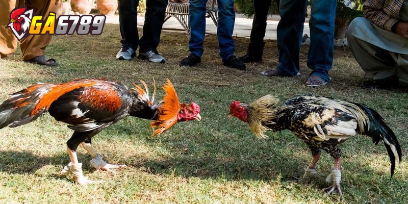 Tìm hiểu về luật chơi đá gà tại nhà cái ai cũng nên biết 1 Tại sao cần nắm chắc luật chơi đá gà online