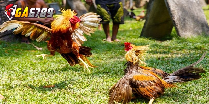 Những sai lầm cần tránh khi cá cược để tăng tỷ lệ thắng 3 Cách khắc phục sai lầm cần tránh khi cá cược đá gà