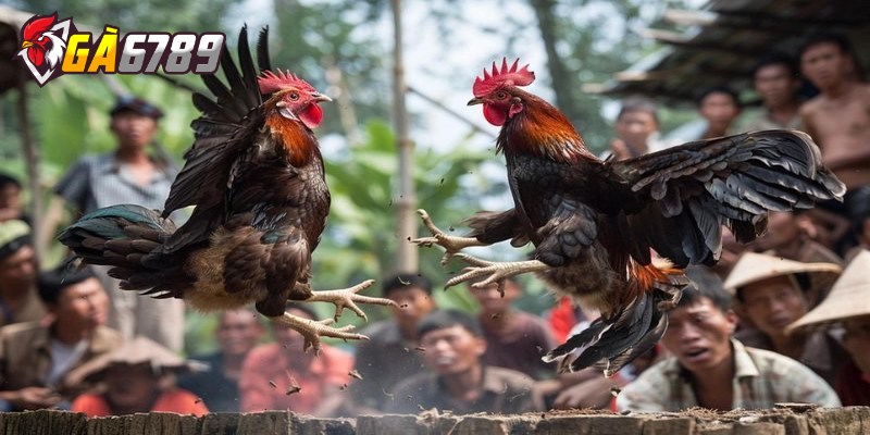 Cách soi kèo đá gà chọi chuẩn 100% như cao thủ lâu năm 2 Các phương pháp soi kèo đá gà hiệu quả dành cho tân thủ