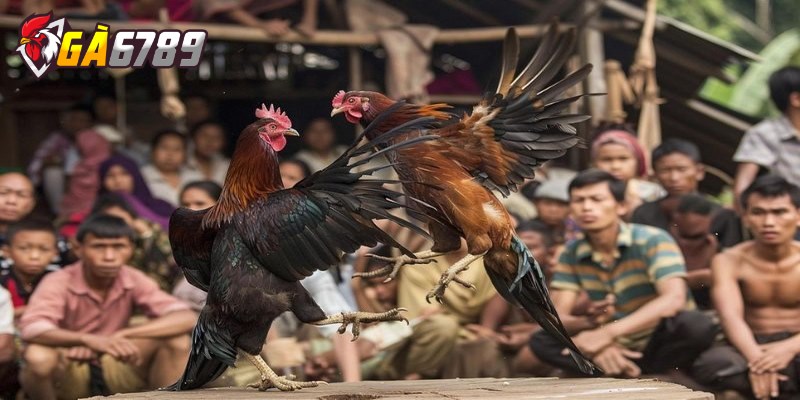 Cách soi kèo đá gà chọi chuẩn 100% như cao thủ lâu năm 1 Soi kèo đá gà là một trong những yếu tố quan trọng nhất trong cá cược