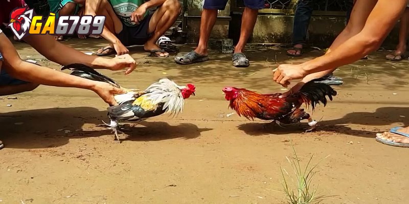 Cách xem tỷ lệ cược đá gà hiệu quả cho lính mới chơi 2 Kèo BDD cửa hòa nghĩa cược rằng trận đấu sẽ kết thúc với tỷ số hòa